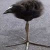 supatheduck