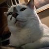 the_drunken_catman