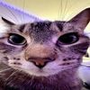 certifiedcatlover5