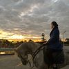 Horsevibes clips