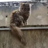 trngthnngvnthm