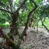 nhicacao64
