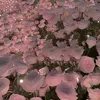 your_girl_autumn_