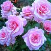 naima.nur21