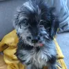 otisthegoldendoodle26