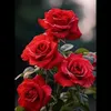 samo.king21
