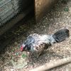 potatothechicken0