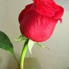 md.ratul.ali.buswa