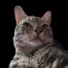 bagel_draws