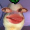 amyengmoa19