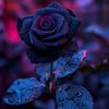 lyfxtyle_005
