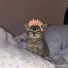 thanhneeemayni
