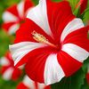 rashed.ahmed811