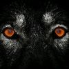conanwolf007