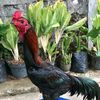 adisaputra6859