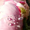 peonie.pink