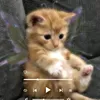 annl101
