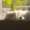 penu_06