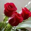 user20170452510331
