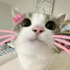 helloeveryoone5