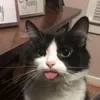 joshdaya3