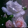user660338461135
