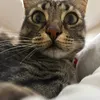 kingsley_the_maltesecat