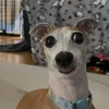 nhinconchimmemayne
