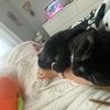 tiwiflleah