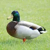 duck_24573