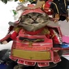 Samurai Cat