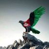 kalim.noorzy
