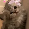 nayla2367818