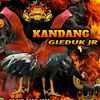 gleduk.jr