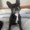 buffalothefrenchie
