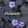 flores.elizabeth88