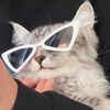 Funny TikTok Cat