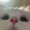 duyyphongg62