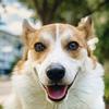 macca_corgi