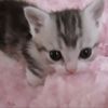 awesomecoolcat17