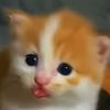 kucingcomelll1234