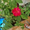 premloveflower