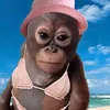 jaypegay