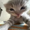 berqweh