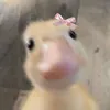 basmlh__15