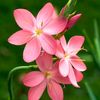 sumaiya_islam_4560