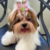 shihtzu_lua4