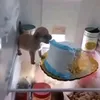 cachorrocomendobolo