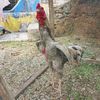 tuah.roosterfarm
