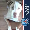 philippe.mrastajp